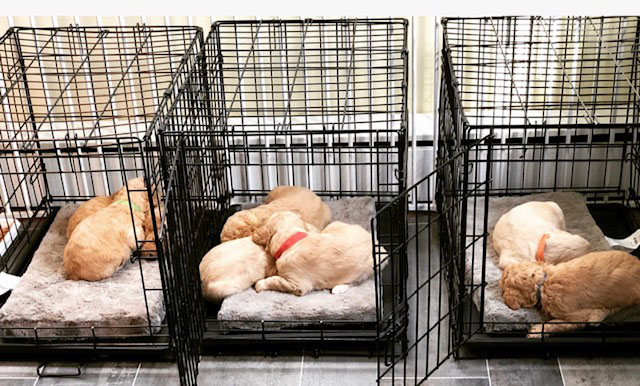 why and how to crate train puppy naps