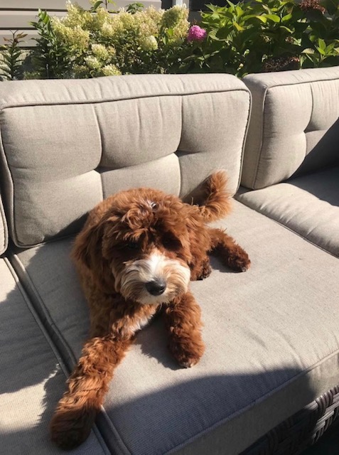 red n white Cavapoo chilling on couch