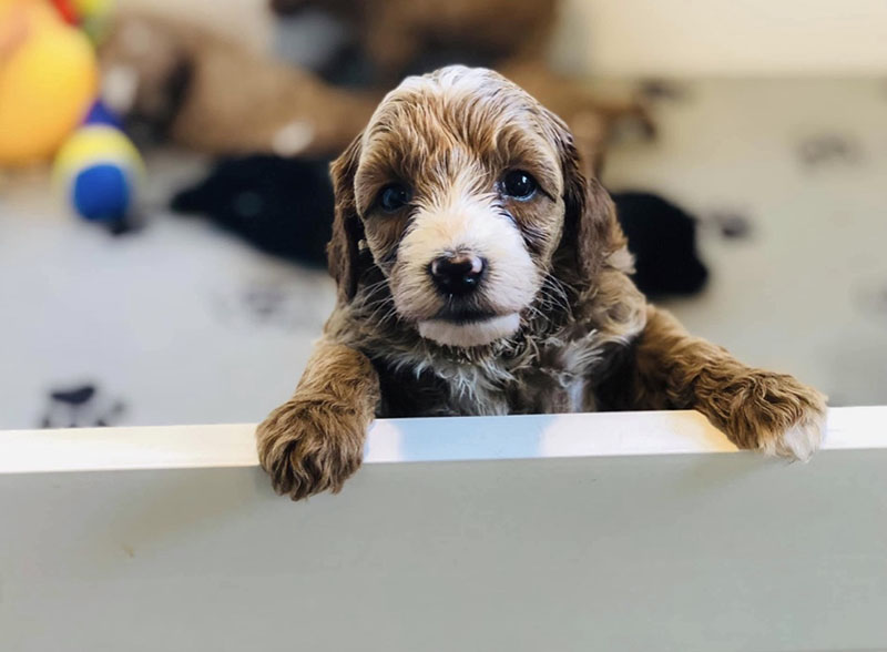 Cavapoo puppy Ohio