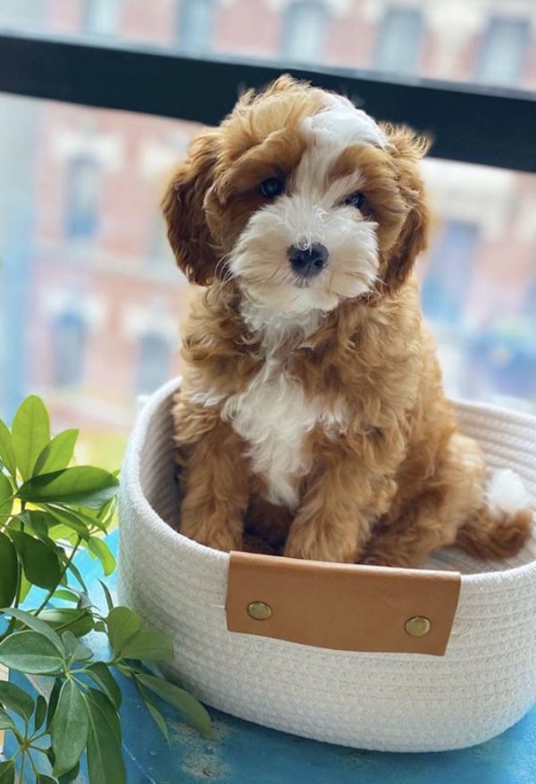 The cavapoo hot sale