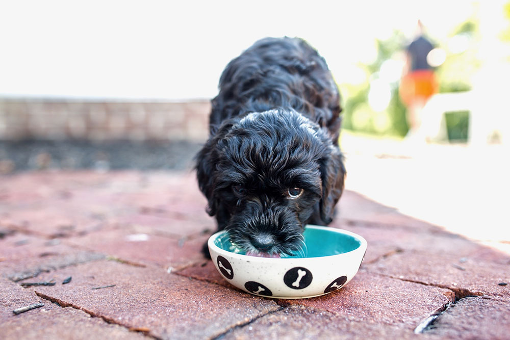 cavapoo puppy girl black water bowl brick patio aug2020 ohio