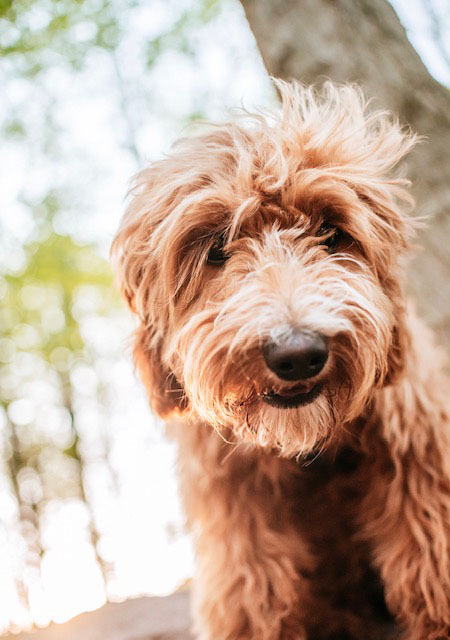 goldendoodle closeup wait to spay neuter joint development