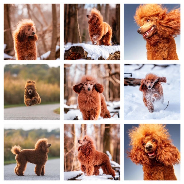 Jack stud page collage AKC miniature poodle stud services