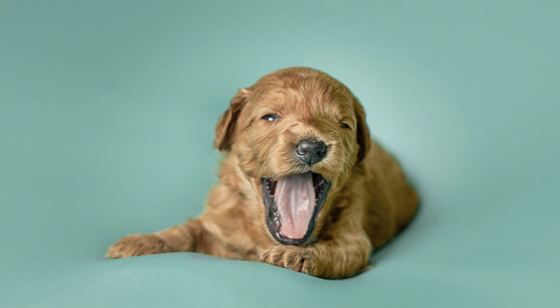 mini goldendoodle baby puppy yawn