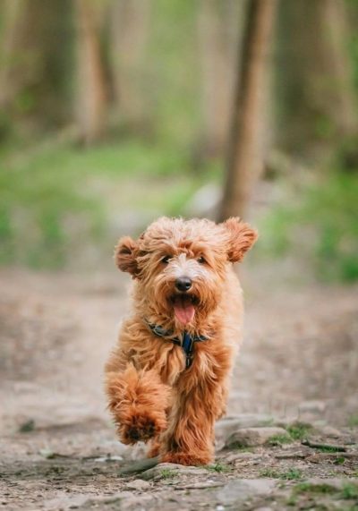 When to neuter sales goldendoodle