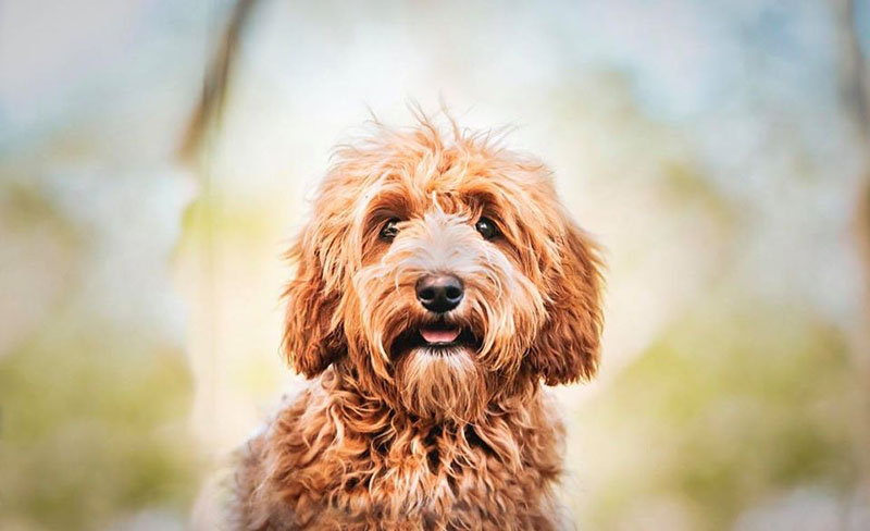 adorable goldendoodle good reason for understanding vet