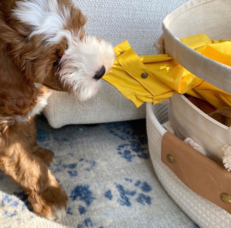 cavapoo puppy biting tug o war