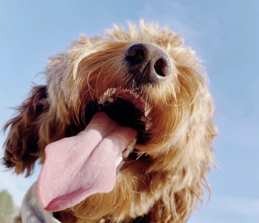 mini goldendoodle teeth puppy biting