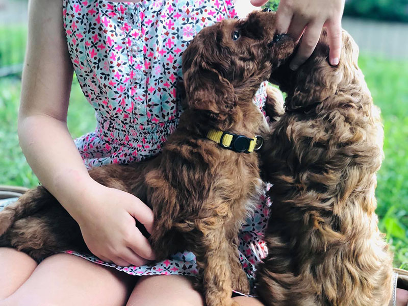 Cockapoo puppy hot sale biting