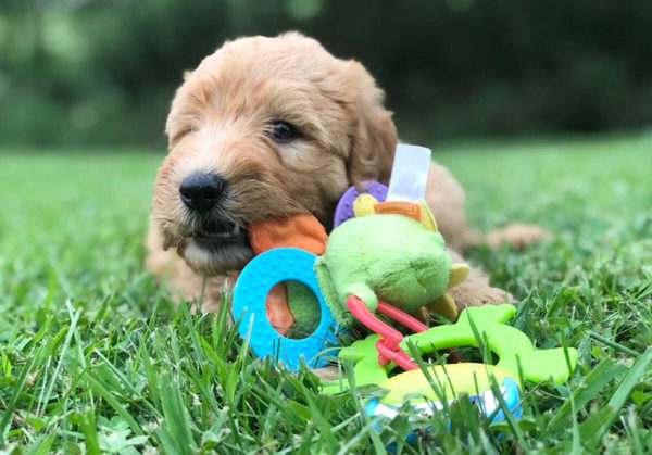 safe puppy chew toys