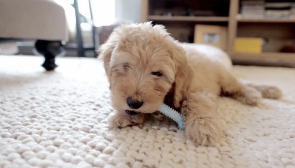 white puppy chew toy