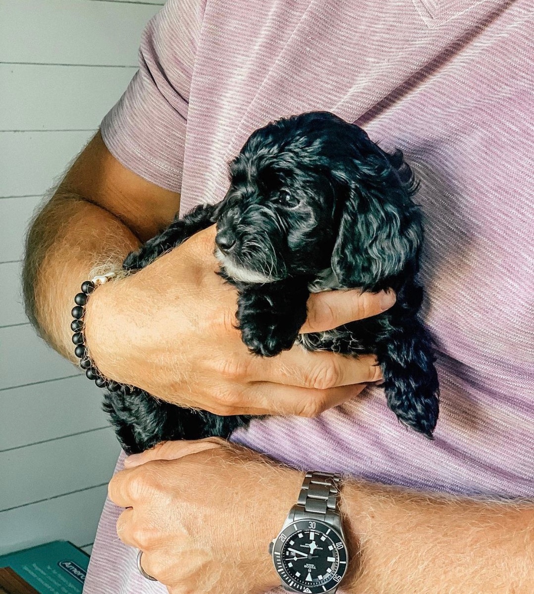 visitation policy black cavapoo baby