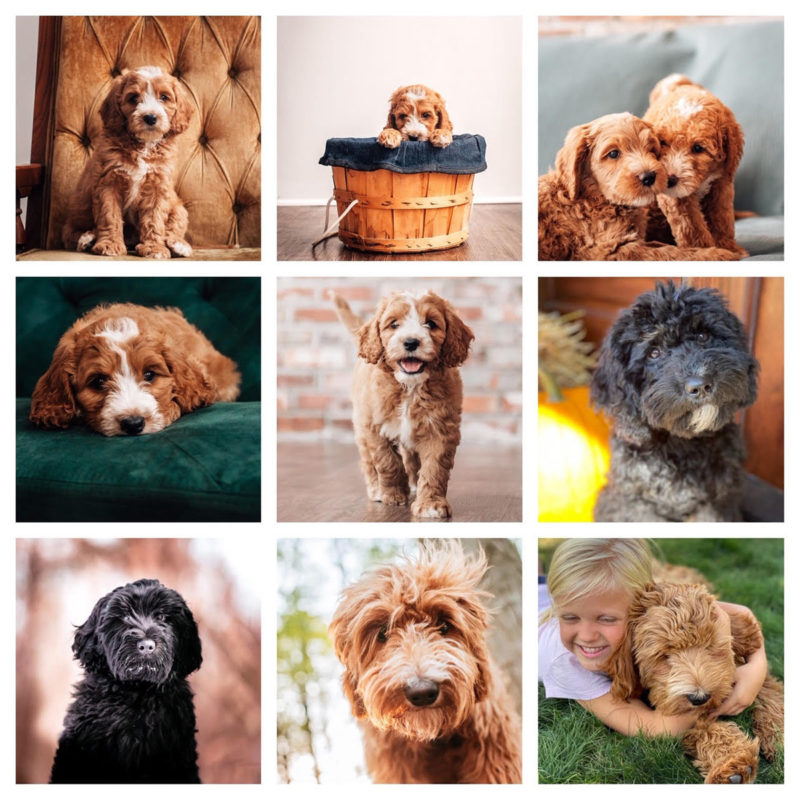 Ohio CavaDoodle puppies various ages and colors