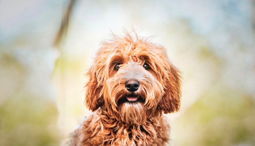 About The Goldendoodle Breed - Maple Hill Doodles - Ohio