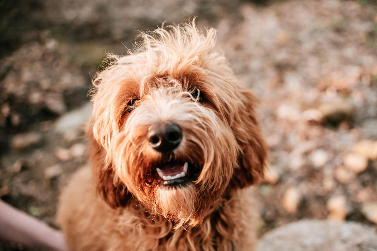 Hazel CavaDoodle code of ethics