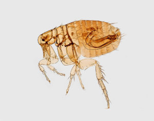 learn about alternative flea control
