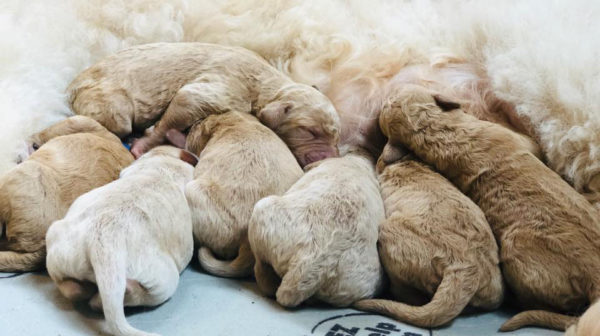 upcoming puppies goldendoodles