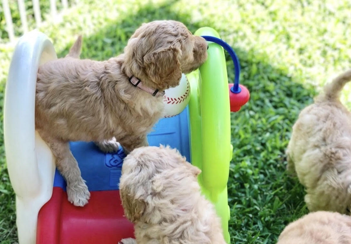 ens training for very young puppies