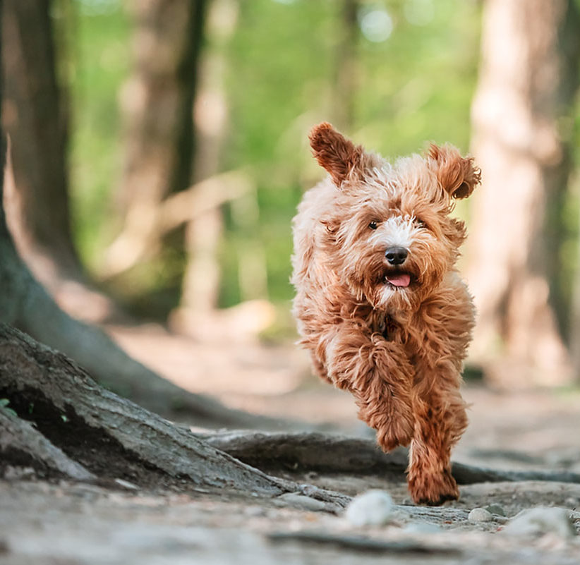 guardian puppy running