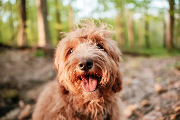 payment guidelines labradoodle smiling face