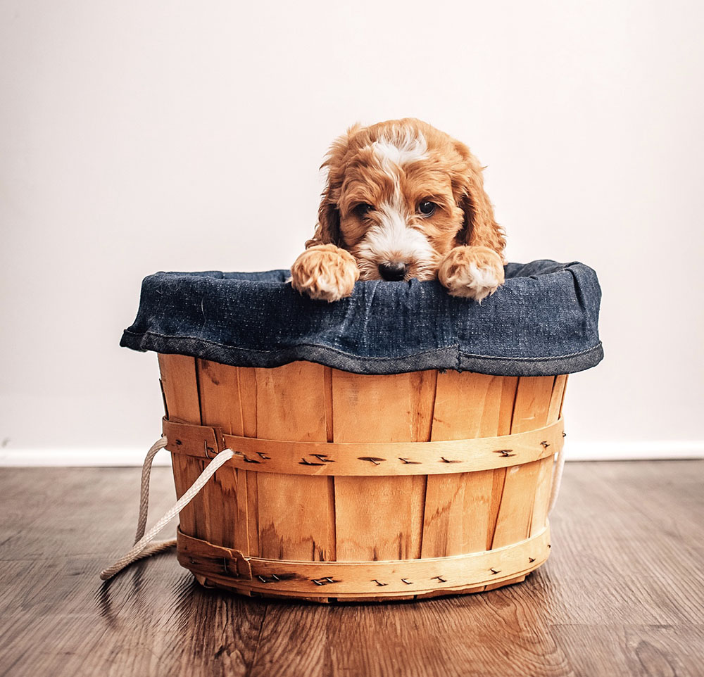 guardian dog CavaDoodle basket