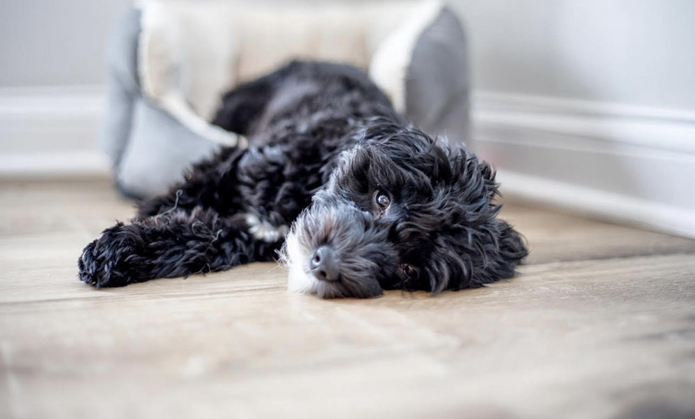 how long should your puppy endure isolation