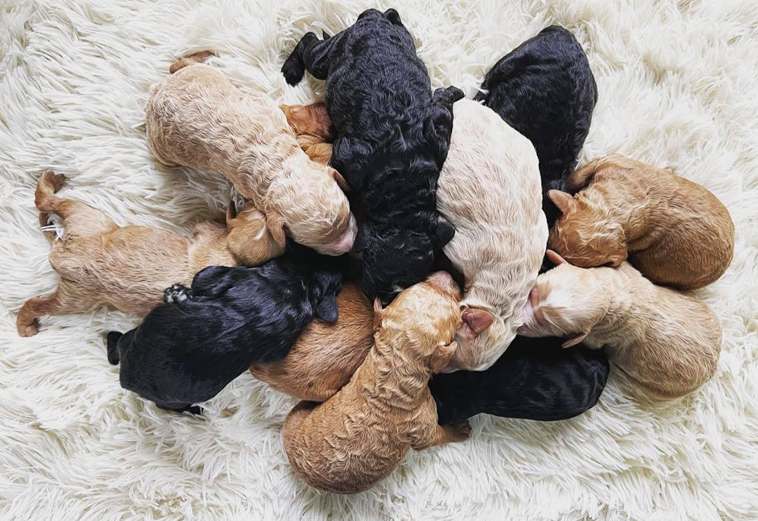 newborn doodle puppies