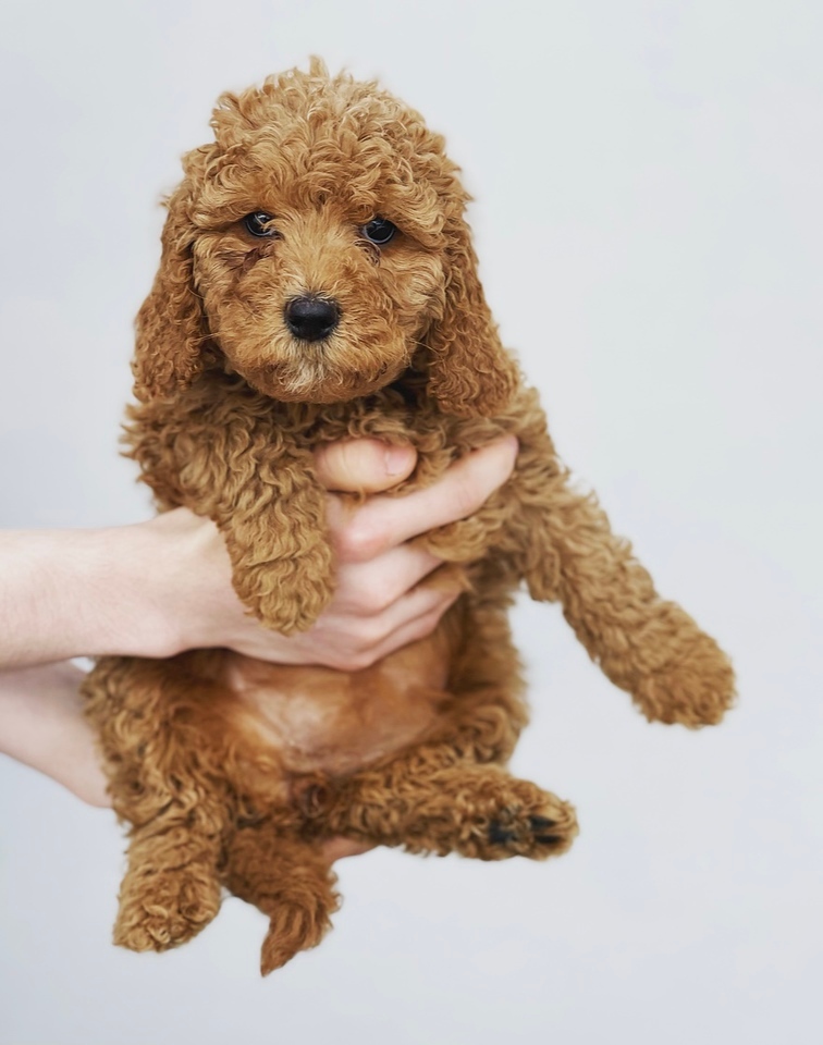 Available Cavadoodle Puppies - Maple Hill Doodles