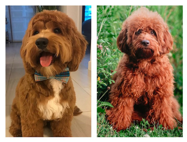 Available Goldendoodle Puppies Maple Hill Doodles Ohio