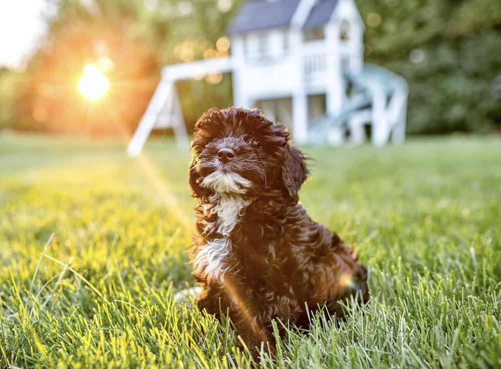 Dog 2024 zapper fence