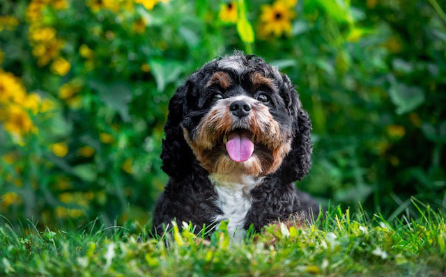 cavapoo relaxing in secure backyard