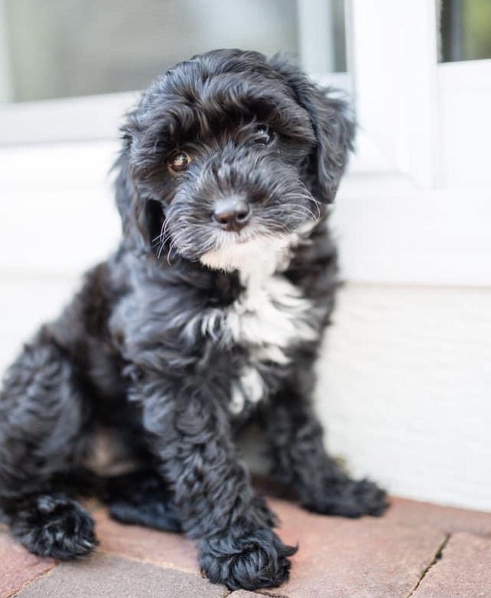 hypoallergenic Cavapoo puppy