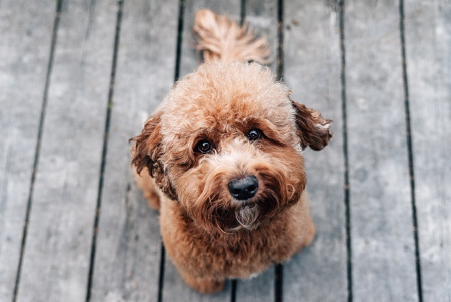 shedding vs non-shedding breeds