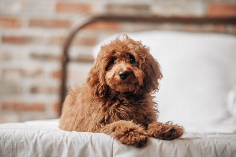 About The Goldendoodle Breed - Maple Hill Doodles - Ohio