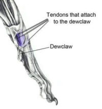 why we do not remove dewclaws