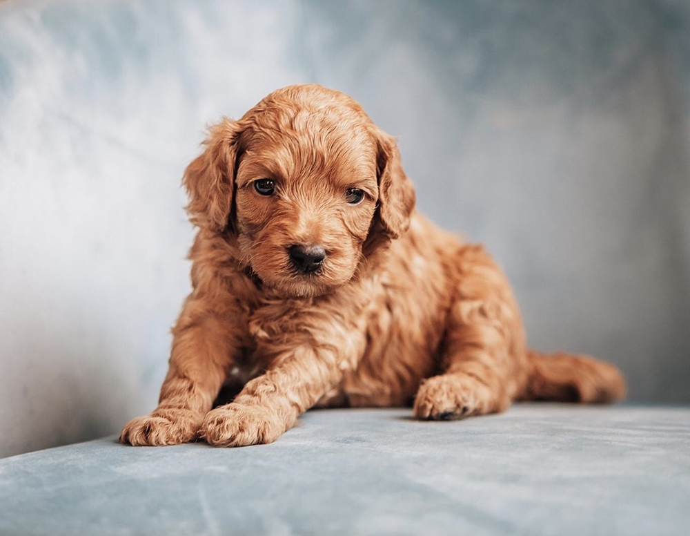 typical healthy energetic Maple Hill Doodles puppy CavaDoodle