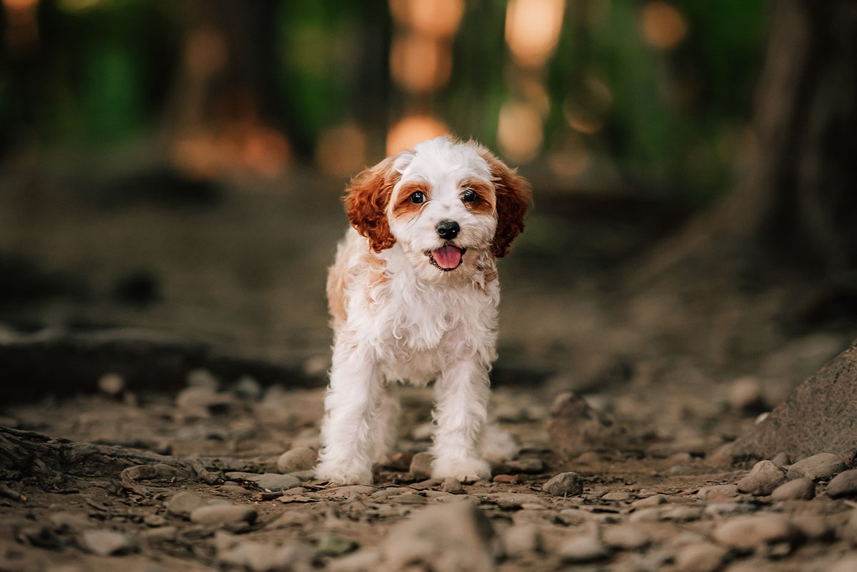 pest management Alfie Cavapoo guardian dog