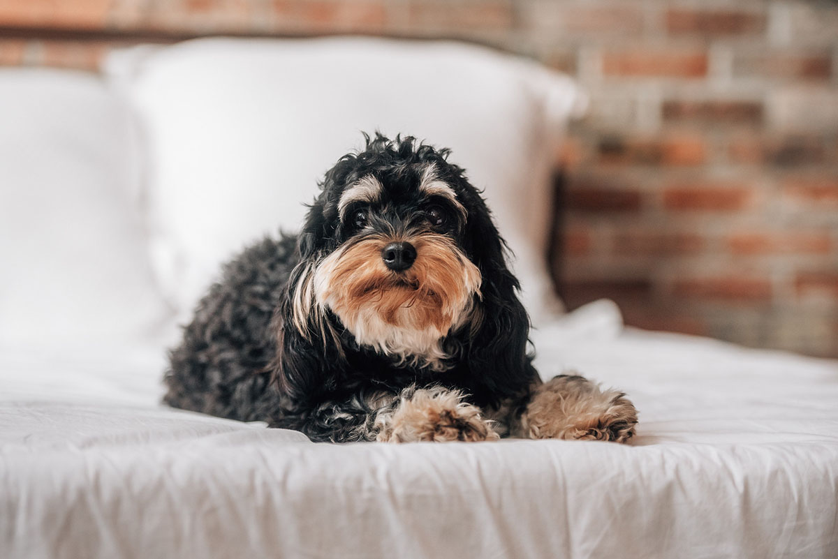 indoor flea control natural pest prevention adorable cavapoo on bed