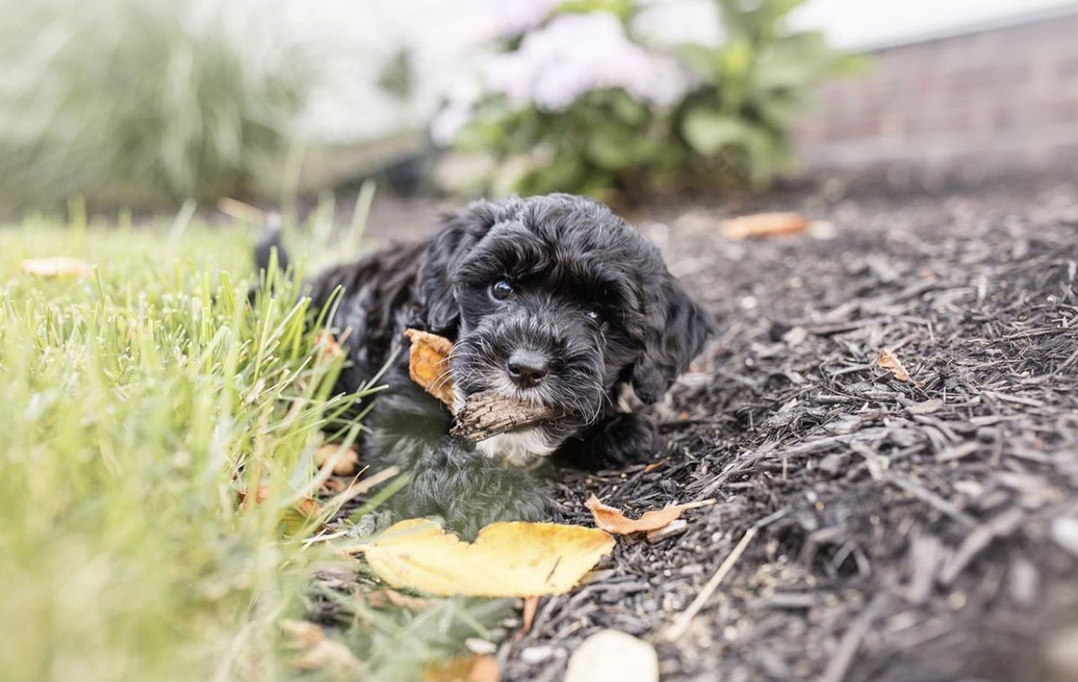 natural flea control Cavapoo puppy back yard