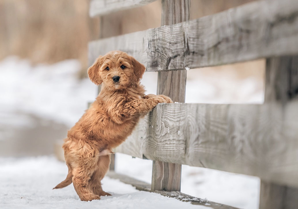 stay connected mini goldendoodle info NE Ohio maple hill doodles