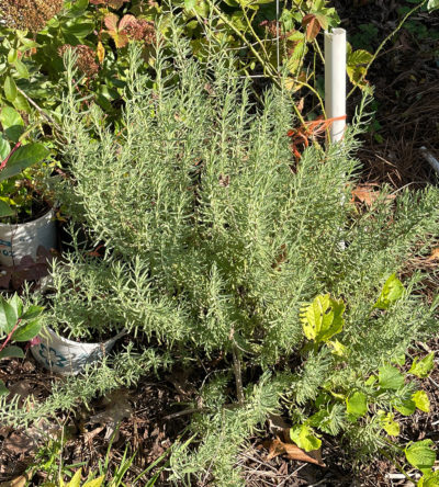 lavender essential oil herbs organic flea control