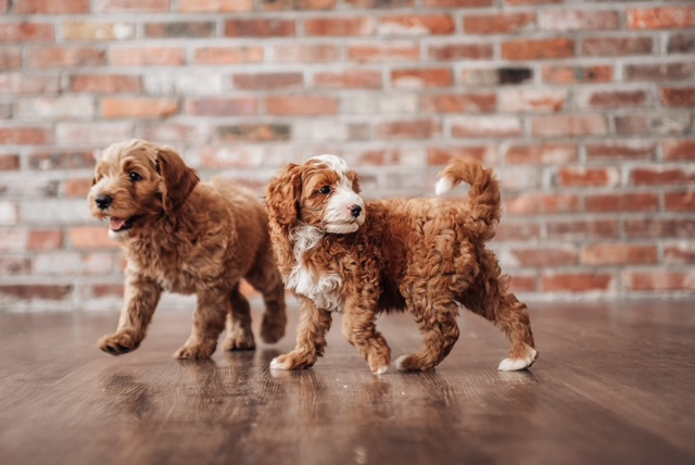 CavaDoodle puppies brick wall hardwood floor
