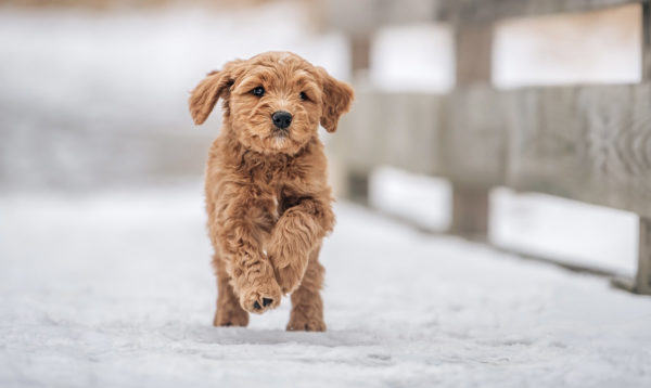 CavaDoodle puppy snow running guardian dog