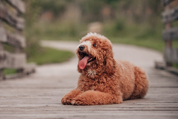 how to adopt a CavaDoodle from Maple Hill Doodles