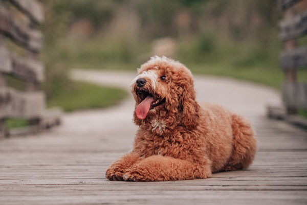 Cava goldendoodle store