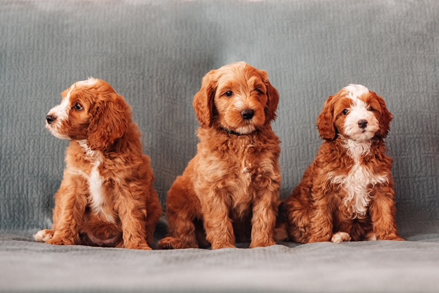 introducing the CavaDoodle breed - puppies in NE Ohio