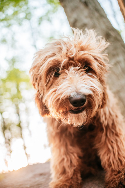 About The Goldendoodle Breed - Maple Hill Doodles - Ohio