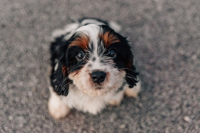 adorable Daisy cavapoo