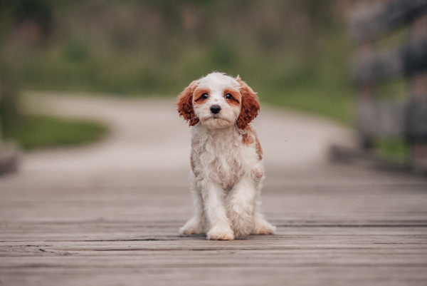 https://maplehilldoodles.com/wp-content/uploads/2021/12/alfie-pick-me-wooden-walkway-600x401.jpg