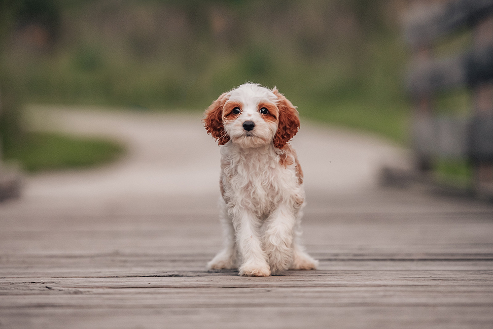 Violet purebred cream poodle perfect for guardian home